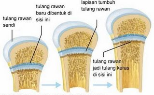 Pengertian Tulang Rawan Struktur Ciri Ciri Dan Jenisnya